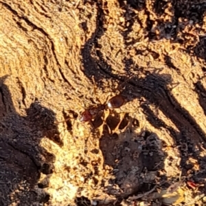 Papyrius sp. (genus) at O'Malley, ACT - suppressed