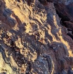 Papyrius sp. (genus) at O'Malley, ACT - suppressed