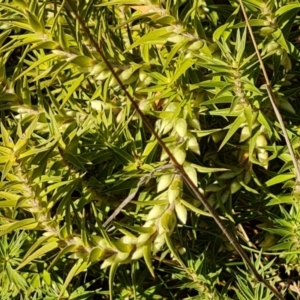 Melichrus urceolatus at Jerrabomberra, ACT - 1 Jul 2023