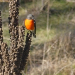 Petroica phoenicea (Flame Robin) at Isaacs Ridge and Nearby - 1 Jul 2023 by Mike