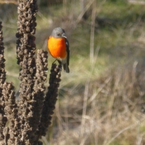 Petroica phoenicea at Jerrabomberra, ACT - 1 Jul 2023