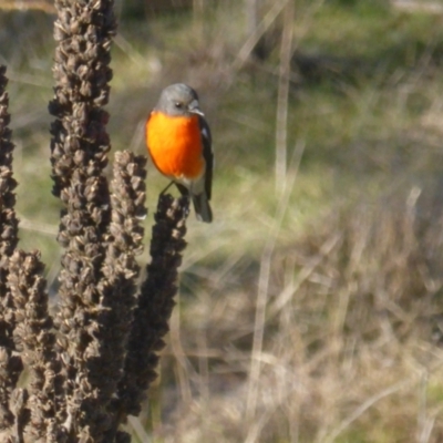 Petroica phoenicea (Flame Robin) at Isaacs Ridge - 1 Jul 2023 by Mike