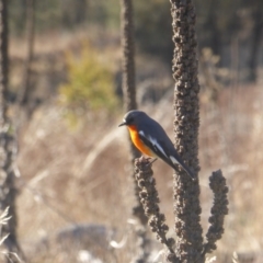 Petroica phoenicea at Jerrabomberra, ACT - 1 Jul 2023