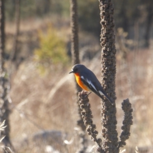 Petroica phoenicea at Jerrabomberra, ACT - 1 Jul 2023