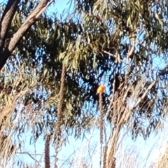 Petroica phoenicea at Jerrabomberra, ACT - 1 Jul 2023