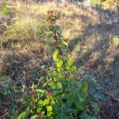 Viburnum tinus (Laurustinus) at Isaacs Ridge - 1 Jul 2023 by Mike