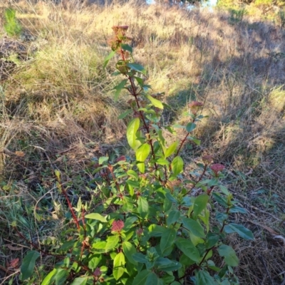 Viburnum tinus (Laurustinus) at Isaacs, ACT - 1 Jul 2023 by Mike