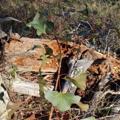 Brachychiton populneus subsp. populneus (Kurrajong) at Isaacs Ridge and Nearby - 1 Jul 2023 by Mike