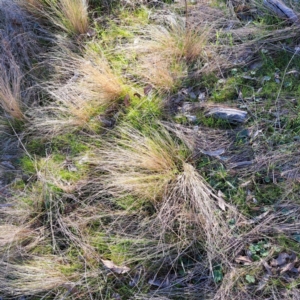 Nassella trichotoma at Watson, ACT - 1 Jul 2023