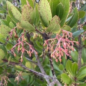 Arbutus unedo at Molonglo Valley, ACT - 1 Jul 2023 04:05 PM