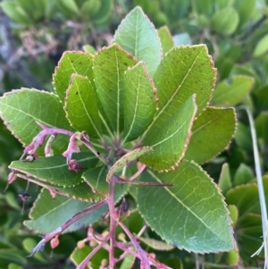 Arbutus unedo at Molonglo Valley, ACT - 1 Jul 2023 04:05 PM