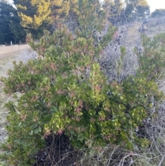 Arbutus unedo at Molonglo Valley, ACT - 1 Jul 2023