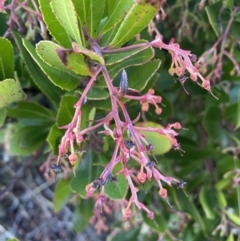 Arbutus unedo at Molonglo Valley, ACT - 1 Jul 2023 04:05 PM