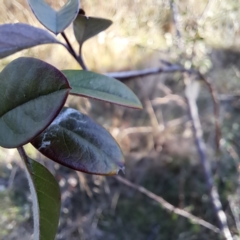 Cotoneaster glaucophyllus (Cotoneaster) at Watson, ACT - 3 Jul 2023 by abread111