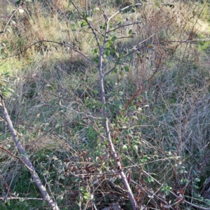 Cotoneaster glaucophyllus at Watson, ACT - 4 Jul 2023