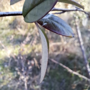 Cotoneaster glaucophyllus at Watson, ACT - 4 Jul 2023