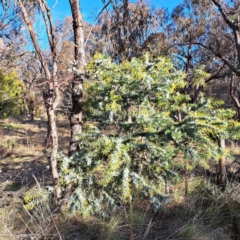 Acacia baileyana (Cootamundra Wattle, Golden Mimosa) at Mount Majura - 1 Jul 2023 by abread111