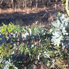 Acacia baileyana (Cootamundra Wattle, Golden Mimosa) at Watson, ACT - 1 Jul 2023 by abread111