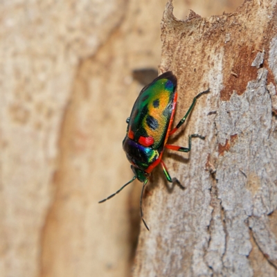 Scutelleridae (family) (Jewel bug, metallic shield bug) at Higgins Woodland - 1 Jul 2023 by Trevor