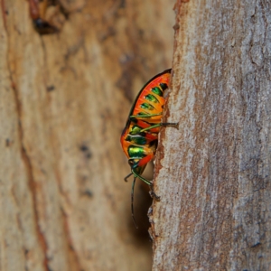 Scutiphora pedicellata at Higgins, ACT - 1 Jul 2023 02:24 PM