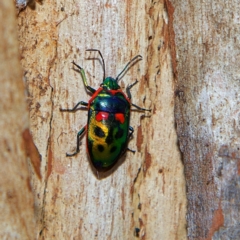 Scutelleridae (family) at Higgins, ACT - 1 Jul 2023