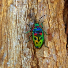 Scutelleridae (family) at Higgins, ACT - 1 Jul 2023