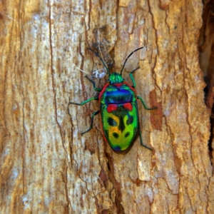 Scutiphora pedicellata at Higgins, ACT - 1 Jul 2023 02:24 PM