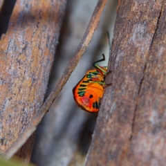 Scutiphora pedicellata at Higgins, ACT - 1 Jul 2023 02:24 PM