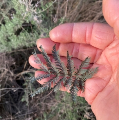 Acacia baileyana x Acacia dealbata (Cootamundra Wattle x Silver Wattle (Hybrid)) at Mount Majura - 1 Jul 2023 by waltraud