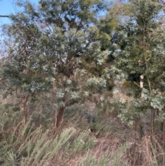 Acacia baileyana x Acacia dealbata at Hackett, ACT - 1 Jul 2023