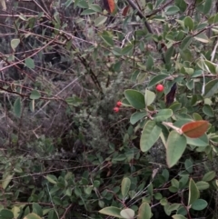 Cotoneaster (genus) (Cotoneaster) at Hackett, ACT - 1 Jul 2023 by waltraud