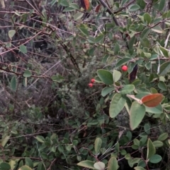 Cotoneaster sp. (Cotoneaster) at Mount Majura - 1 Jul 2023 by waltraud