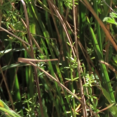 Galium gaudichaudii subsp. gaudichaudii (Rough Bedstraw) at Top Hut TSR - 14 Mar 2022 by AndyRoo