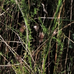 Galium gaudichaudii subsp. gaudichaudii at Dry Plain, NSW - 14 Mar 2022