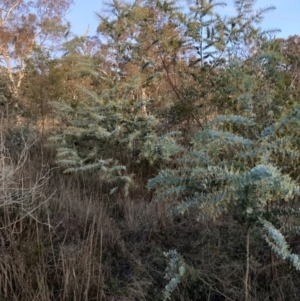 Acacia baileyana at Hackett, ACT - 1 Jul 2023