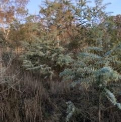Acacia baileyana (Cootamundra Wattle, Golden Mimosa) at Mount Majura - 1 Jul 2023 by waltraud