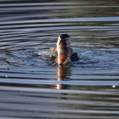 Perca fluviatilis (Redfin) at Watson Green Space - 30 Jun 2023 by AniseStar