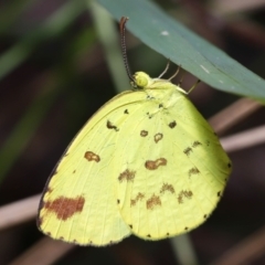 Eurema hecabe (Large Grass-yellow) at Wellington Point, QLD - 1 Jul 2023 by TimL