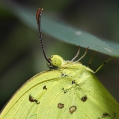 Eurema hecabe at Wellington Point, QLD - 1 Jul 2023 10:00 AM