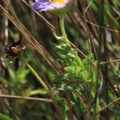 Calotis glandulosa (Mauve Burr-daisy) at Top Hut TSR - 14 Mar 2022 by AndyRoo