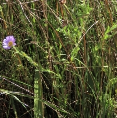 Calotis glandulosa at Dry Plain, NSW - 14 Mar 2022