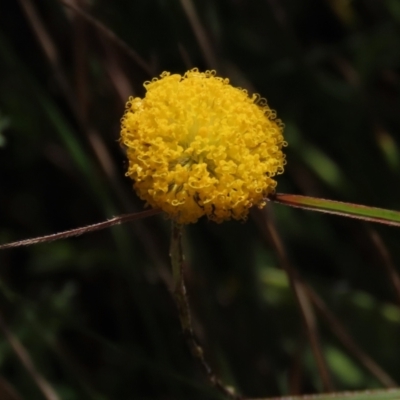 Leptorhynchos squamatus subsp. squamatus (Scaly Buttons) at Top Hut TSR - 14 Mar 2022 by AndyRoo