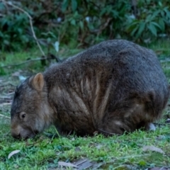 Vombatus ursinus (Common wombat, Bare-nosed Wombat) at Wingecarribee Local Government Area - 1 Jul 2023 by Aussiegall