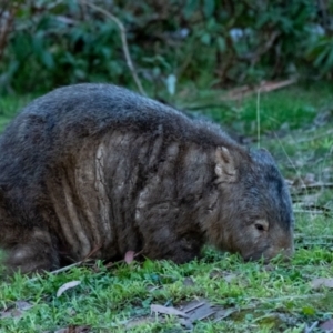 Vombatus ursinus at Penrose, NSW - 1 Jul 2023