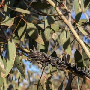 Perga sp. (genus) at Watson, ACT - 1 Jul 2023