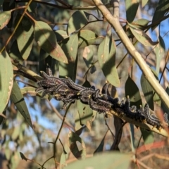 Perga sp. (genus) at Watson, ACT - 1 Jul 2023 03:53 PM