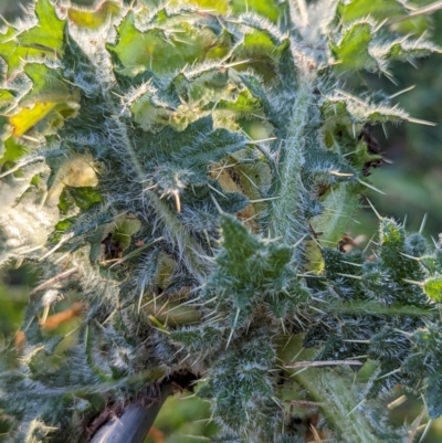 Onopordum acanthium (Scotch Thistle) at Watson, ACT - 1 Jul 2023 by AniseStar