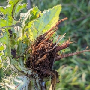 Onopordum acanthium at Watson, ACT - 1 Jul 2023