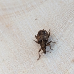 Ethemaia sellata (Grey-banded leaf weevil) at Watson Green Space - 1 Jul 2023 by AniseStar