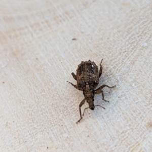 Ethemaia sellata at Watson, ACT - 1 Jul 2023 01:12 PM